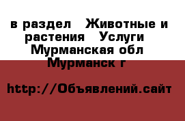  в раздел : Животные и растения » Услуги . Мурманская обл.,Мурманск г.